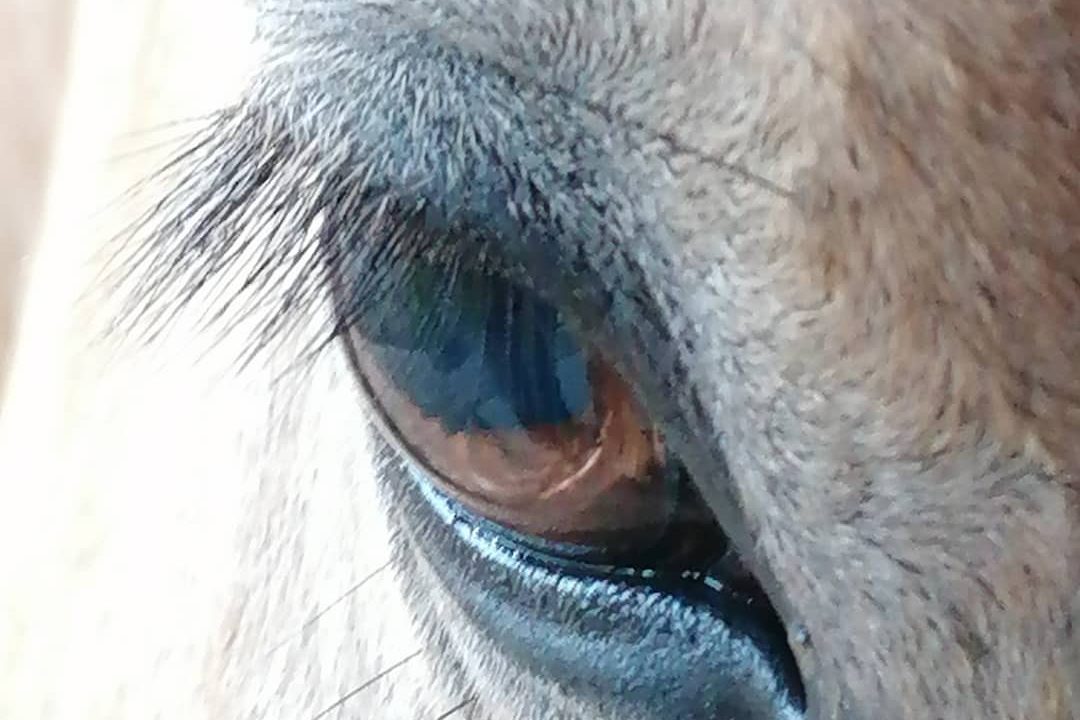 Nahaufnahme eines Pferdeauges mit klarer Sicht auf die Iris und Wimpern.