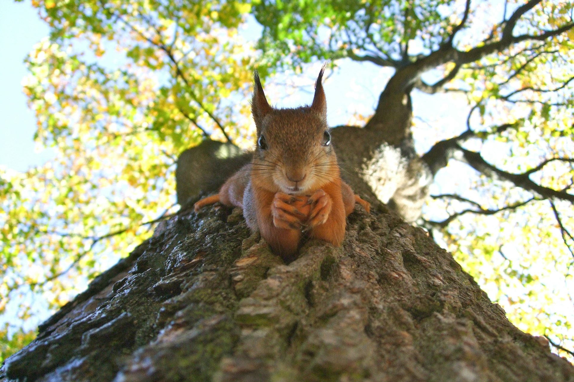 Ein Eichhörnchen liegt auf einem Baumstamm, umgeben von grünen Blättern.