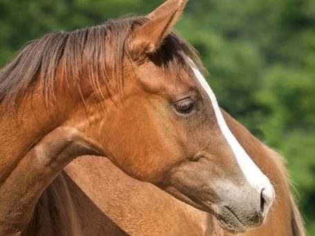 Braunes Pferd mit weißer Blässe, das ruhig im Freien steht.